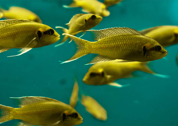 nepal-fisheries-association-actively-works-at-the-grassroots-level