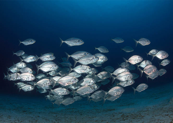 nepal-fisheries-association-engages-in-various-strategic-activities-aimed